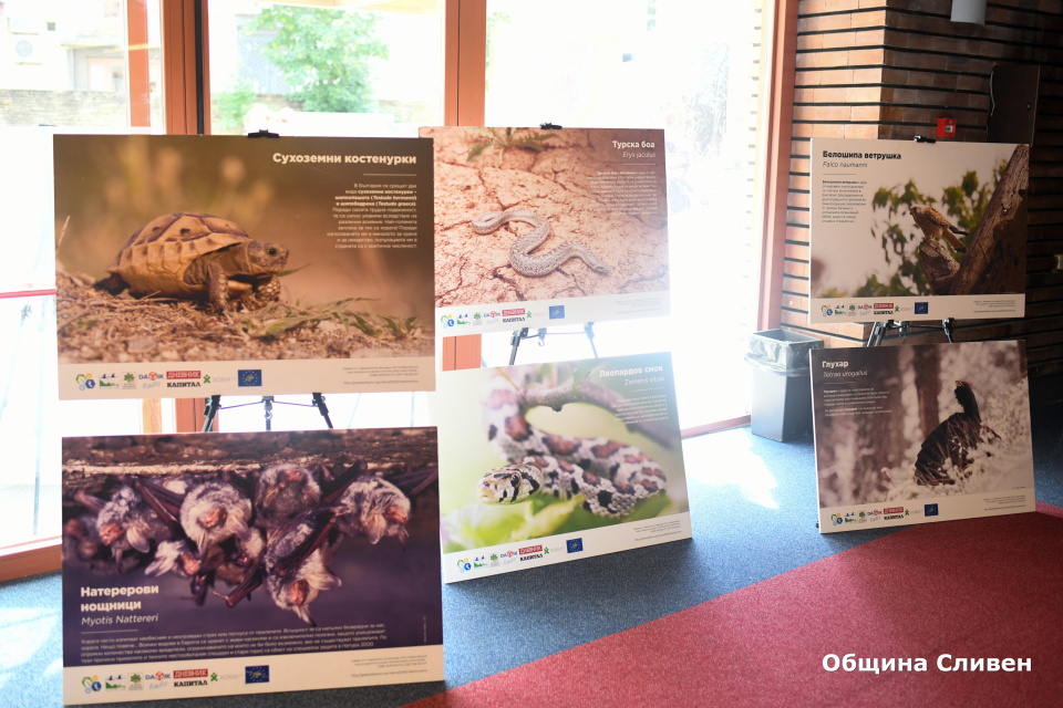  Уникални снимки са включени в изложба за биоразнообразието в зала „Сливен“. Кадрите представят животни и растения, които се срещат в Сливенска планина,...